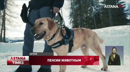 Польша будет выдавать пенсии для собак и лошадей, служивших в полиции