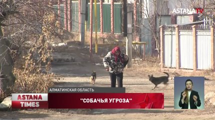 Бродячие собаки нападают на людей: жители Каскелена боятся выходить на улицу