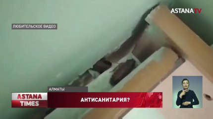 На крыс и тараканов в одной из больниц пожаловались алматинцы