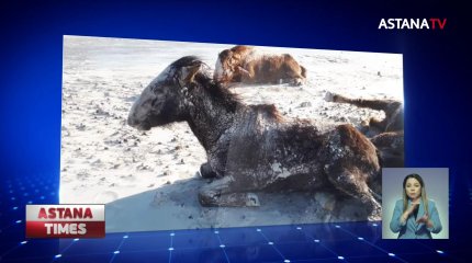 Атырау облысында жылқылар үсіп өлген