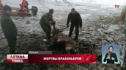 Необычное спасение оленей попало на видео
