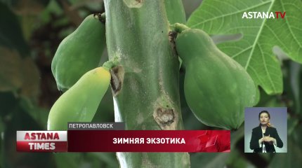 Урожай папайи и мандаринов собирают зимой в Петропавловске