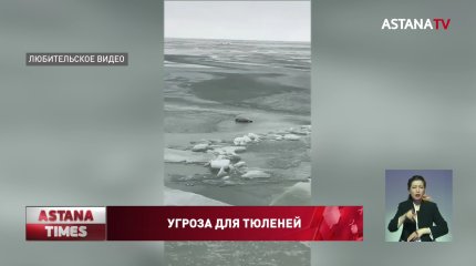 Ледоколы становятся причиной гибели каспийских тюленей, - эколог