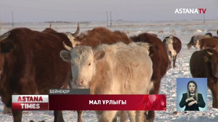 2020 жылы 3 мыңға жуық мал ұрлығы тіркелді
