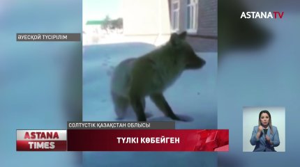 СҚО мектепті торуылдап жүрген түлкі таспаға түсіп қалған