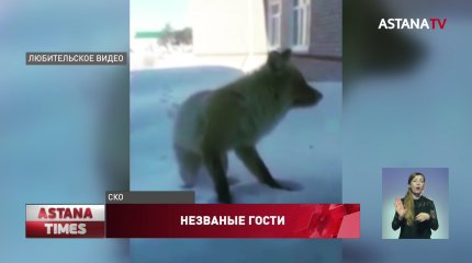 Нашествие лис: дикие звери массово уничтожают кур и кроликов в Северном Казахстане