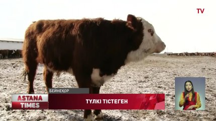 Солтүстік Қазақстан облысында түлкі сиырға шабуыл жасаған