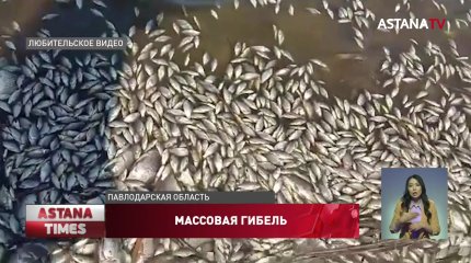 Массовый мор рыбы произошел в Павлодарской области