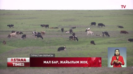 Түркістан облысында жайылым тапшылығы шешілмей тұр
