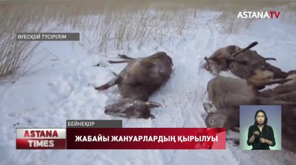 СҚО жабайы жануарлар қырылып қалған