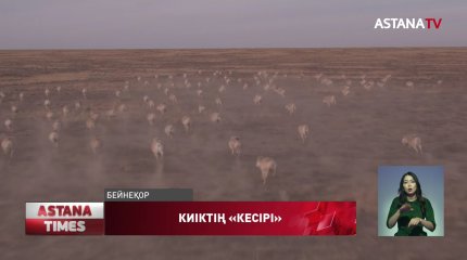 Батысқазақстандық шаруаларға киіктер маза берер емес