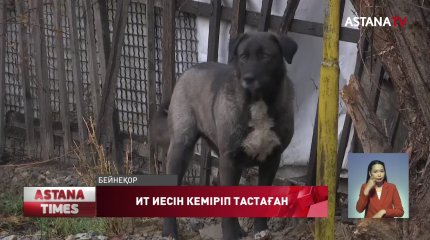 Шымкентте иесінің басын иті кеміріп тастаған