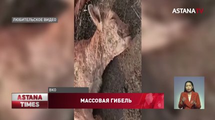 Причину загадочного падежа ягнят назвали ветеринары ВКО