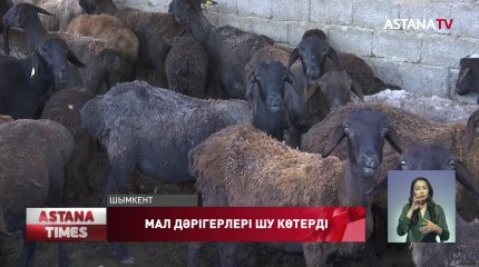 Шымкентте мал дәрігерлері шу шығарды