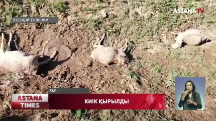 Батыс Қазақстан облысында киік қырылып жатыр