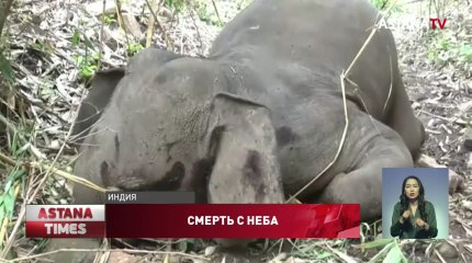 В Индии молния убила стадо из 18 слонов