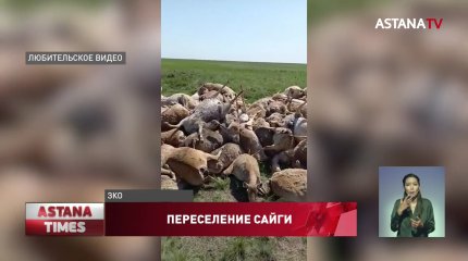 На нашествие сайги жалуются фермеры ЗКО