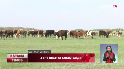 Тобыл өңірінде бруцеллез анықталған сиырлар табында жүр