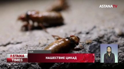 США наводнили миллионы цикад