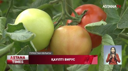 Түркістан облысындағы жылыжайларда вирус анықталған өнімдер қайта өңдеуге жіберілді
