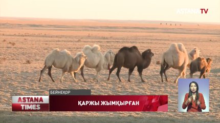 Қызылордада ауылшаруашылығы басқармасының қызметкерлері қамауға алынды