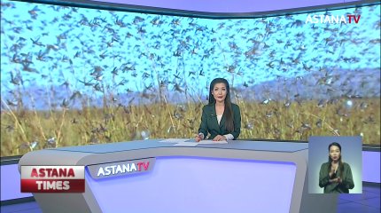 Оралды дүрліктірген шегірткелер Ақтөбеден келген