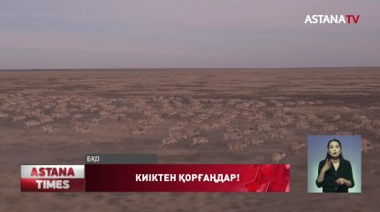Батысқазақстандық шаруалар  киіктен зардап шегіп отыр