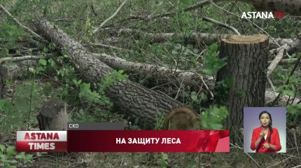 В Северном Казахстане может исчезнуть уникальная лесопосадка