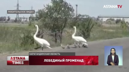Пара лебедей с птенцами остановила автомобильное движение вблизи Шахтинска