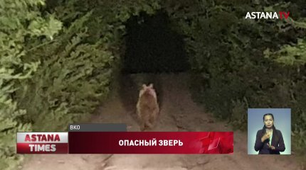 Медведь уничтожает скот жителей Серебрянска в Восточном Казахстане