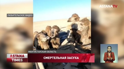 "Картонную диету" для скота прокомментировали мангистауские чиновники