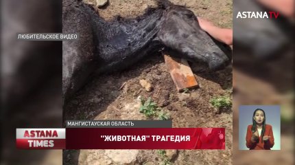Больше тысячи лошадей погибли от голода и засухи в Мангистауской области
