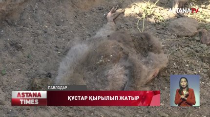 Павлодарда маса мен шіркейдің көптігінен үй құстары қырылып қалды