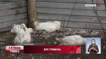 Солтүстік Қазақстанда жабайы үйректер құс тұмауынан қырылды