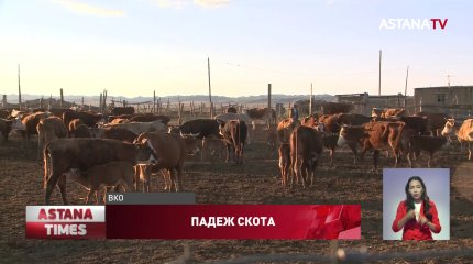 Падеж скота в ВКО: местные жители требуют Минсельхоз провести тщательное расследование