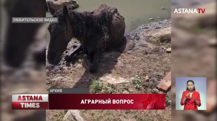 Причину падежа скота в Мангистауской области рассмотрели члены партии «Nur Otan»