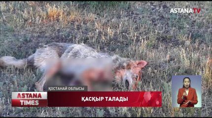 Тобыл өңірінде екі адамды қасқыр талады