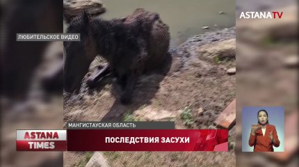 204 млн тенге выделят на заготовку кормов для скота в Мангистауской области