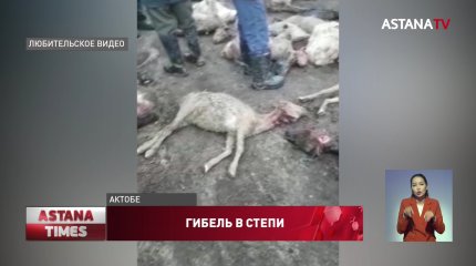 Стадо овец и коз погибло в Актюбинской области