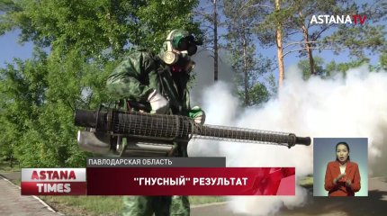 Причину нашествия гнуса объяснили павлодарские чиновники