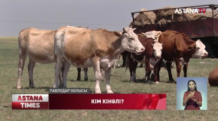 Павлодар облысында шаруа мал сатып алам деп алданып қалған