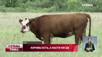 Сельчане вынуждены массово уничтожать скот в Северном Казахстане
