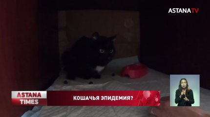 Эпидемии среди кошек опасаются павлодарские зоозащитники