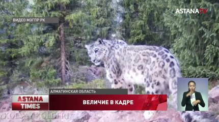 Снежные барсы попали в объектив фотоловушки в Алматинской области