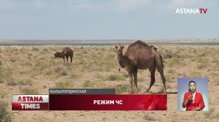 600 голов крупнорогатого скота погибло из-за засухи в Кызылординской области: объявлен режим ЧС