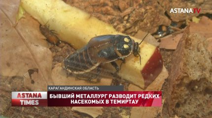 Бывший металлург из Темиртау бросил работу и занялся разведением редких насекомых