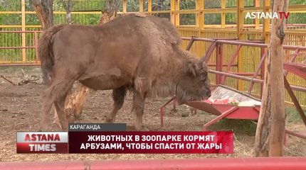 Необычный способ спасать зубробизонов от жары придумали в карагандинском зоопарке