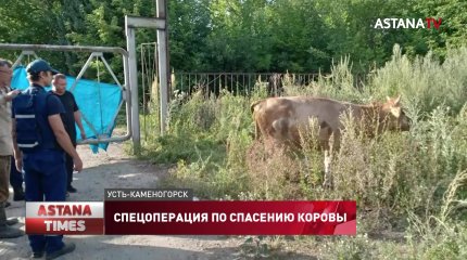 Необычную спецоперацию по спасению коровы провели в Усть-Каменогорске
