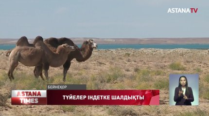 Қызылорда облысында түйелер індетке шалдықты