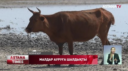 Қуаңшылықтан 1,5 мыңнан астам ірі қара қырылып қалған